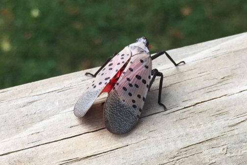 Plant Health Care - Spotted Lantern Fly