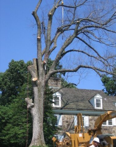 Tree Removal New Jersey