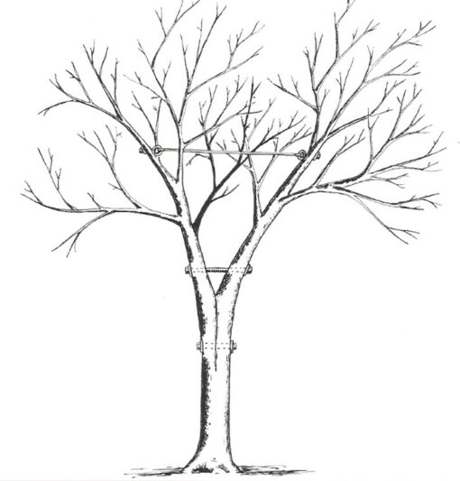 Cabling and Bracing Trees, NJ 08530