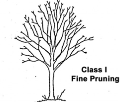 Class 1 Fine Pruning
