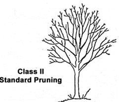 Class 2 Standard Pruning