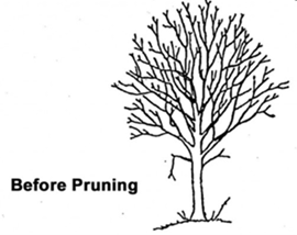 Class 3 Pruning