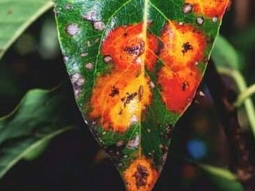Leaf Scab Rust Fungus