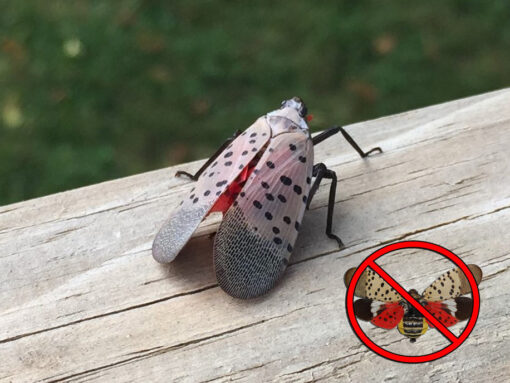 How to get rid of Spotted Lantern Flies NJ